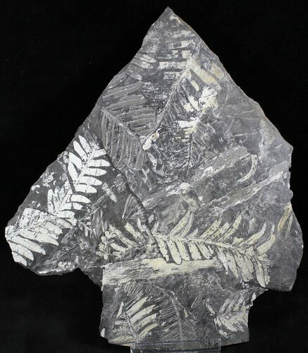 Fossil Seed Fern Plate - Pennsylvania #27203
